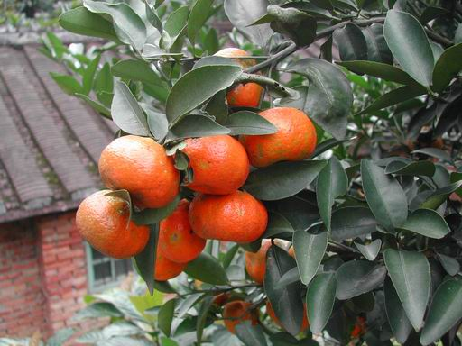 賀寶芙,橘子口味