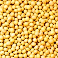 賀寶芙,蛋白質,豆類