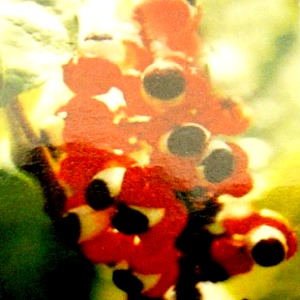 賀寶芙,瓜拿那豆