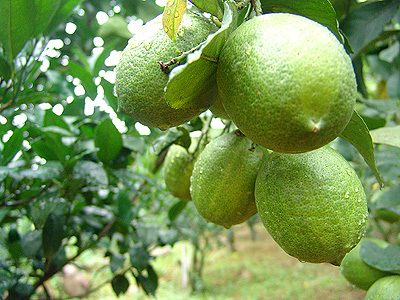 �P�_��,���O�����f�c