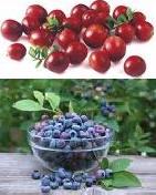 賀寶芙,蔓越莓,藍莓